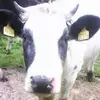 Merlin Schmidt - @flipo1sch - TikTok
