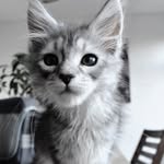 Merlin Smith - @maine_man_merlin - Instagram
