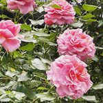 Merrill Foster - @merrill.foster3 - Instagram