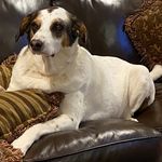 @murphythedog_merrill - Instagram