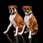 メリー&クーパー - @merry_cooper_boxers - Instagram