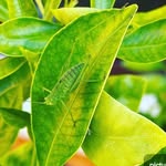 Merry Green - @merrygreen07 - Instagram