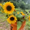 Merrymillersflowerfarm - @merrymillersflowerfarm - TikTok