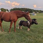 The Merry Miller Funny Farm - Facebook