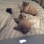 Mervyn And Maggie - @mervynandmaggie_scottishfolds - Instagram