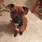 Marvin Reed - @marvintheboxer - Instagram