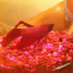 Marvin Reed - @marvinthefish_ - Instagram