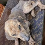 Marvin Rogers - @dogscaresanctuary - Instagram