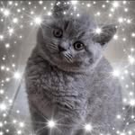Meryl Davies-Evans - @catkinblue_british_shorthair_ - Instagram