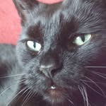 Meryl Evans - @sweetbird66 - Instagram