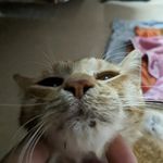 Isha - @fosteringismetal - Instagram
