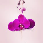 Mew Siong Wong - @wongmewsiong - Instagram