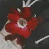 💫☪mey vasquez☪🦋 - @mey.kuriel22 - TikTok
