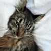 mia andrade - @mia.andradee - TikTok