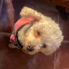 Mia Andrade🐩💗 - @mia.dog__ - TikTok