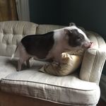Mia The Pig - @mia.bacon - Instagram