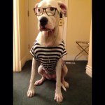 Miabacon - @dogomiabacon - Instagram