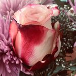 Mia Barlow - @mia_barlow566 - Instagram