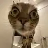 loafy06 - @miabeall - TikTok
