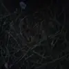 miabeali - @miabeali - TikTok