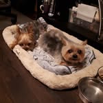 Beanie + Mia - @beanie_and_mia - Instagram