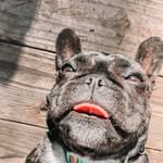 FRENCHIE  •  MIA BEAN - @miabean.thefrenchie - Instagram