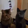 Mia Bean - @mia.bean7 - TikTok