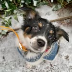 Mia Bean - @miabean_thebordercollie - Instagram