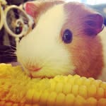mia bean >_> - @derpymetal - Instagram
