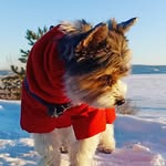 Mia - @mia_beaver_yorkshire_terrier - Instagram