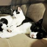 Mia & Benoit - @miabenoitthecat - Instagram