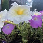 Mia Blum - @miablum_0809 - Instagram