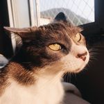 Mia - @miabolinha - Instagram