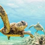 Mia Bonner - @seawithoutdebris - Instagram