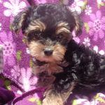 Mia Carver - @mia_the_yorkipoo - Instagram