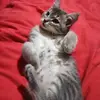 CASPER & MİA - @casper.mia - TikTok