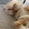 Caspermiaa - @caspermiaa - TikTok