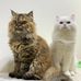 Mia &amp; Casper - Facebook