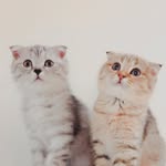 Mia & Casper - @themushuks - Instagram