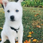 Mia & Casper & Molly - @sweetangelpups - Instagram