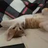 Mia Cook - @miaathekitten - TikTok
