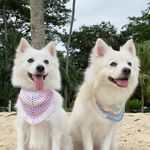 ℂ𝕠𝕥𝕥𝕠𝕟 & 𝕄𝕚𝕒 - @spitz.cotton.mia - Instagram