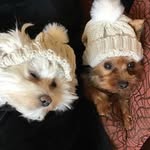 Mia & Cotton - @mia_o_mya__cotton_pickin - Instagram