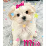 @mia_cotton_maltesa - Instagram