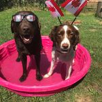 Dempsey & Mia’s Misadventures - @dempsey_mia_misadventures - Instagram