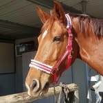 Mia Dunlap - @mia.the.hanoverian - Instagram