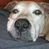 miadunlap623 - @ilovemydogmia1 - TikTok