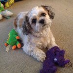Mia Floyd - @mia_thedogfloyd - Instagram
