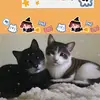 MiaFloyd - @miafloydhwhrevb - TikTok