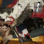 Mia geiger - @miageiger1232 - Instagram